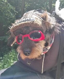 Doggles Hondenzonnebril Shiny Red -Hunter Winkel image 278