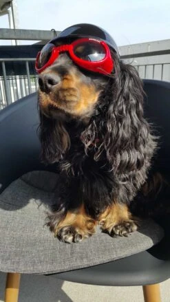 Doggles Hondenzonnebril Shiny Red -Hunter Winkel image 279