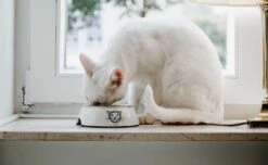 Hunter Voerbak Kat Milos Wit