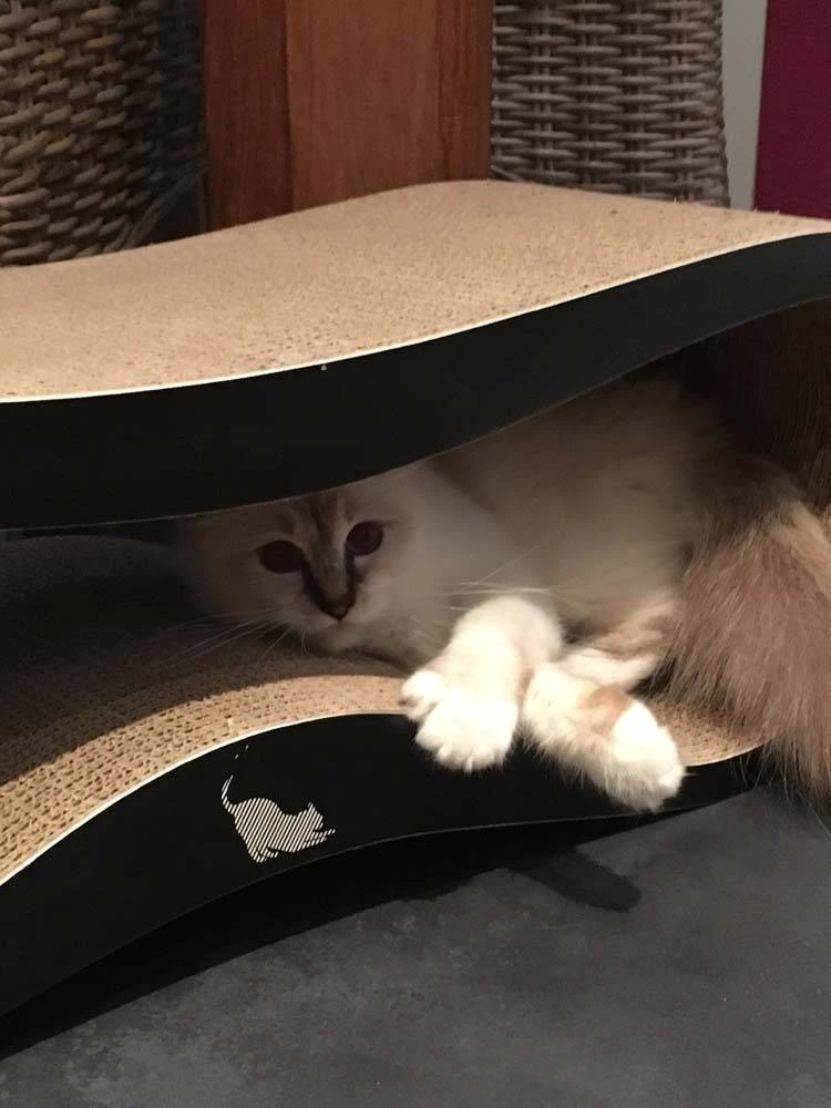 MyKotty Krabmeubel VIGO Zwart 9 MyKotty Krabmeubel VIGO Zwart - Afbeelding 7