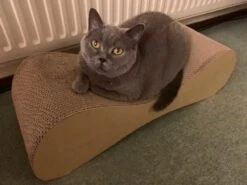 MyKotty Krabmeubel VIGO Bruin -Hunter Winkel image 2918