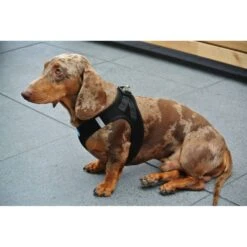 Curli Hondentuig Air-Mesh Harness Black 12 Curli Hondentuig Air-Mesh Harness Black -Hunter Winkel image 299