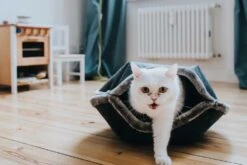 Hunter Kattenmand Lugano