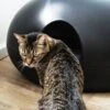 Sindesign Design Kattenbak Poopoopeedo Zwart -Hunter Winkel image 3102