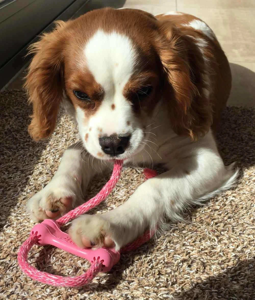 Kong Hondenspeelgoed Puppy Goodie Bone 5 Kong Hondenspeelgoed Puppy Goodie Bone - Afbeelding 3