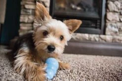 Kong Hondenspeelgoed Puppy -Hunter Winkel image 3147