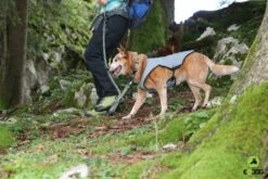 EQDOG Koelvest Cool Dog Blauw -Hunter Winkel image 343