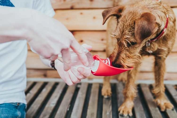 Hunter Drinkfles Hond List Rood 5 Hunter Drinkfles Hond List Rood - Afbeelding 3