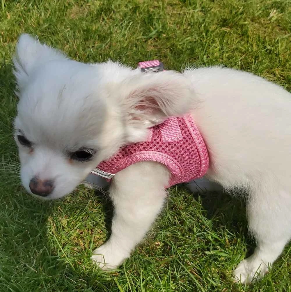 Curli Hondentuig Air-Mesh Harness Pink 4 Curli Hondentuig Air-Mesh Harness Pink - Afbeelding 2