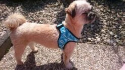 Aqua Coolkeeper Koel Harnas Comfy Cool Blue