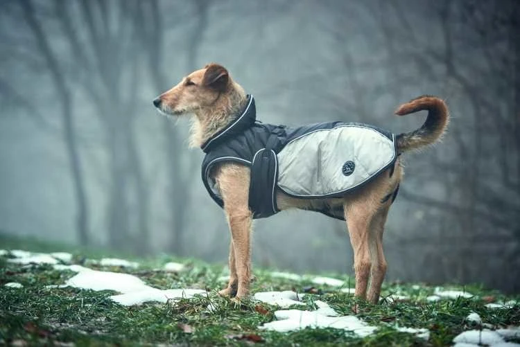 Hunter Hondenjas Uppsala Extreme Grijs 3 Hunter Hondenjas Uppsala Extreme Grijs