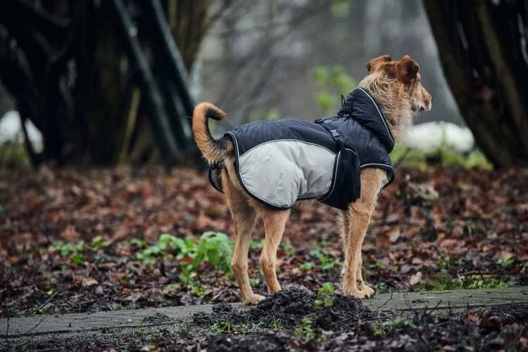 Hunter Hondenjas Uppsala Extreme Grijs 5 Hunter Hondenjas Uppsala Extreme Grijs - Afbeelding 3