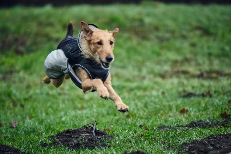 Hunter Hondenjas Uppsala Extreme Grijs 6 Hunter Hondenjas Uppsala Extreme Grijs - Afbeelding 4