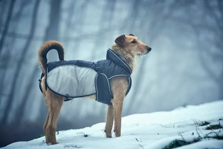 Hunter Hondenjas Uppsala Extreme Grijs 8 Hunter Hondenjas Uppsala Extreme Grijs - Afbeelding 6