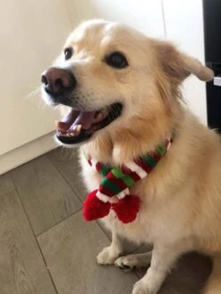 Wagytail Hondensjaal Kerst