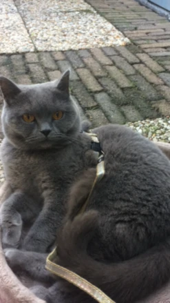 Rogz Kattentuig SparkleCat Goud 5 Rogz Kattentuig SparkleCat Goud -Hunter Winkel image 59