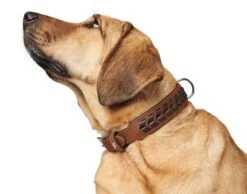 Hunter Hondenhalsband El Paso Cognac