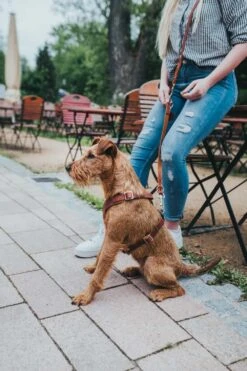 Hunter Hondentuig Aalborg Cognac 7 Hunter Hondentuig Aalborg Cognac -Hunter Winkel image 7