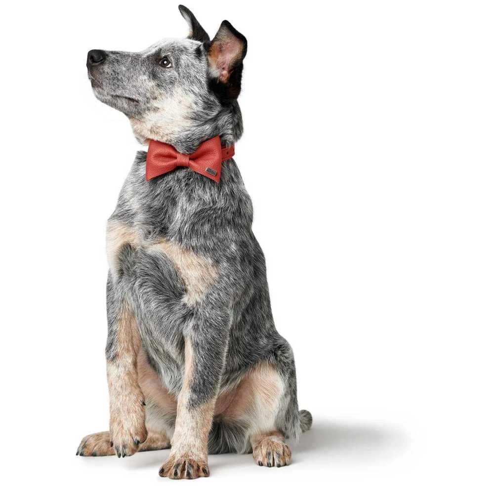 Hunter Honden Vlinderdas Paris 4 Hunter Honden Vlinderdas Paris - Afbeelding 2