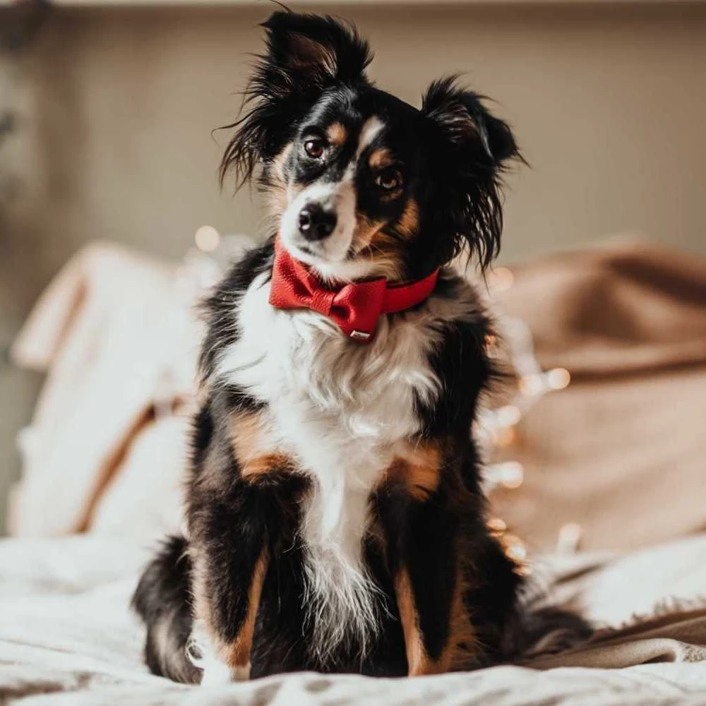 Hunter Honden Vlinderdas Paris 6 Hunter Honden Vlinderdas Paris - Afbeelding 4