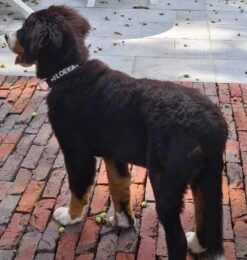 Doxtasy Hondenhalsband Met Naam Medium Black