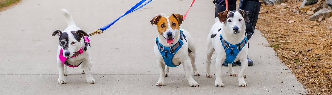 Hunter Winkel -Hunter Winkel Beste hondentuig