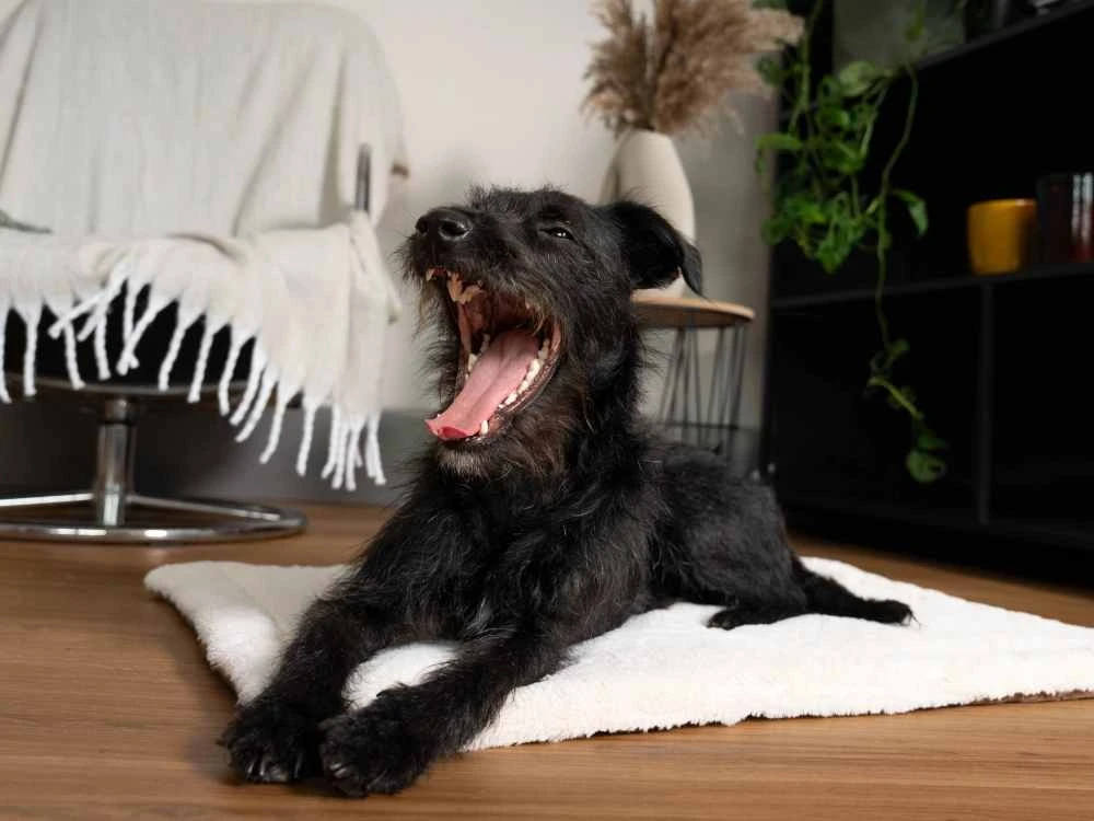 Hunter Winkel 36 Hunter Winkel -Hunter Winkel image 16